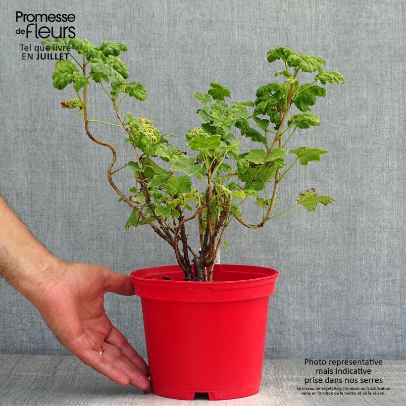 Spécimen de Groseillier à grappes rouges Versaillaise - Ribes rubrum Pot de 1,5L/2L tel que livré en été