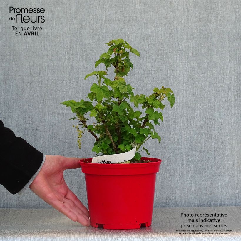 Spécimen de Groseillier à grappes rouges Versaillaise - Ribes rubrum en pot de 1.5L/2L tel que livré au printemps