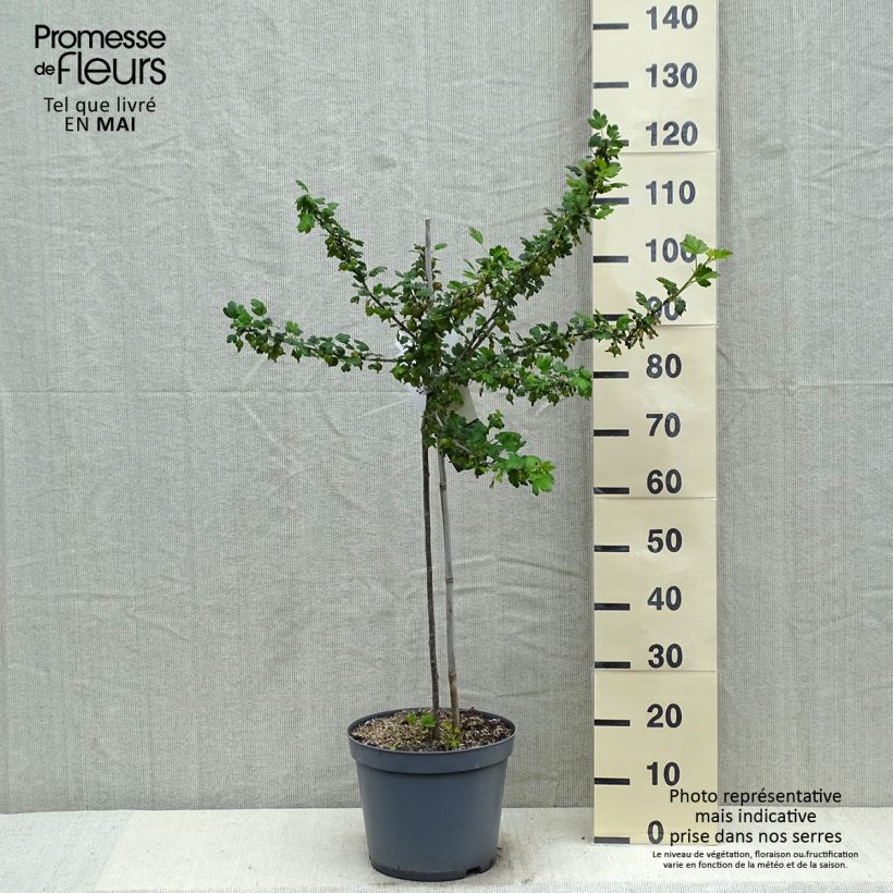 Spécimen de Groseillier à maquereaux Invicta  Pot de 7,5L/10L, 1/4 de tigeHauteur livrée env. 120cm tel que livré au printemps