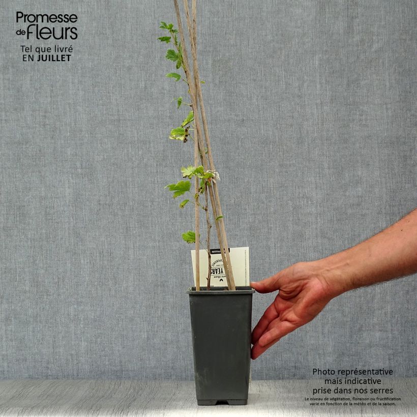 Spécimen de Groseillier à maquereaux Captivator Pot de 1,5L/2L, Buisson tel que livré en été