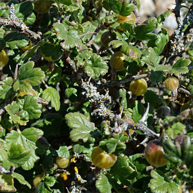 Groseillier à maquereaux Golden Drop - Ribes uva crispa (Feuillage)