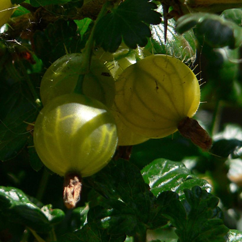 Groseillier à maquereaux Golden Drop - Ribes uva crispa (Récolte)