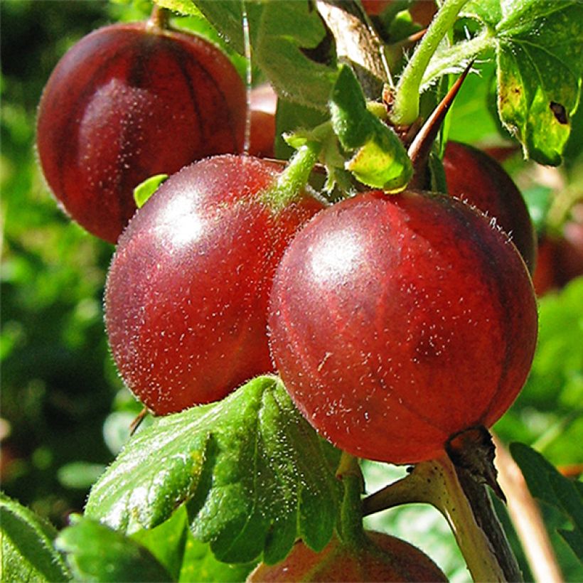 Groseillier à maquereaux Hinnonmaki rouge (Récolte)