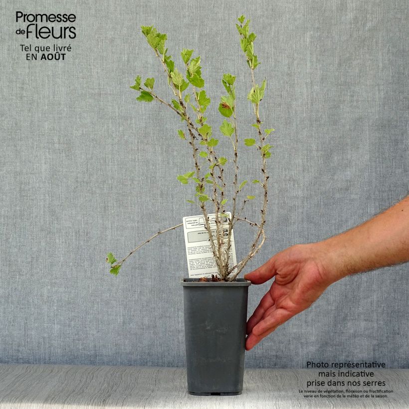 Spécimen de Groseillier à maquereaux Hinnonmaki rouge Pot de 1,5L/2L, Buisson tel que livré en été