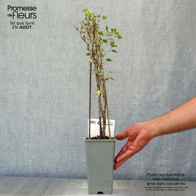 Spécimen de Groseillier à maquereaux Hinnonmaki vert Pot de 1,5L/2L, Buisson tel que livré en été