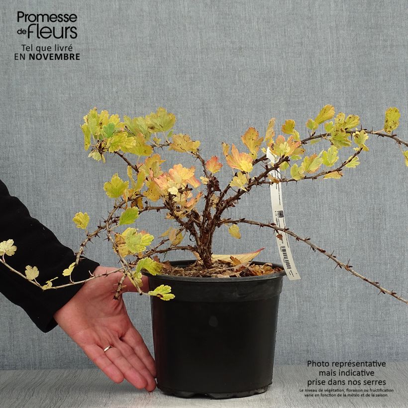 Spécimen de Groseillier à maquereaux Worcesterberry Pot de 2L/3L tel que livré en automne