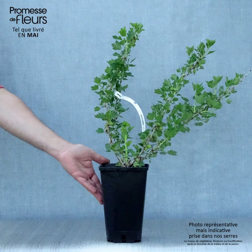 Spécimen de Groseillier à maquereaux Worcesterberry - Pot de 3L tel que livré au printemps