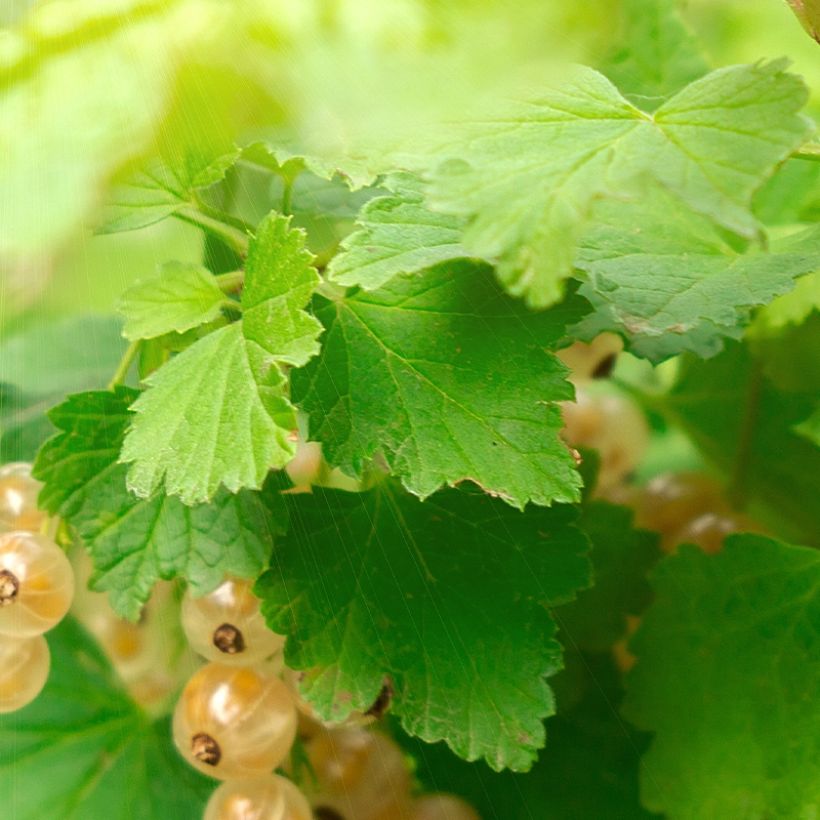 Groseillier à grappes blanches Witte Parel ou White Pearl - Ribes rubrum (Feuillage)