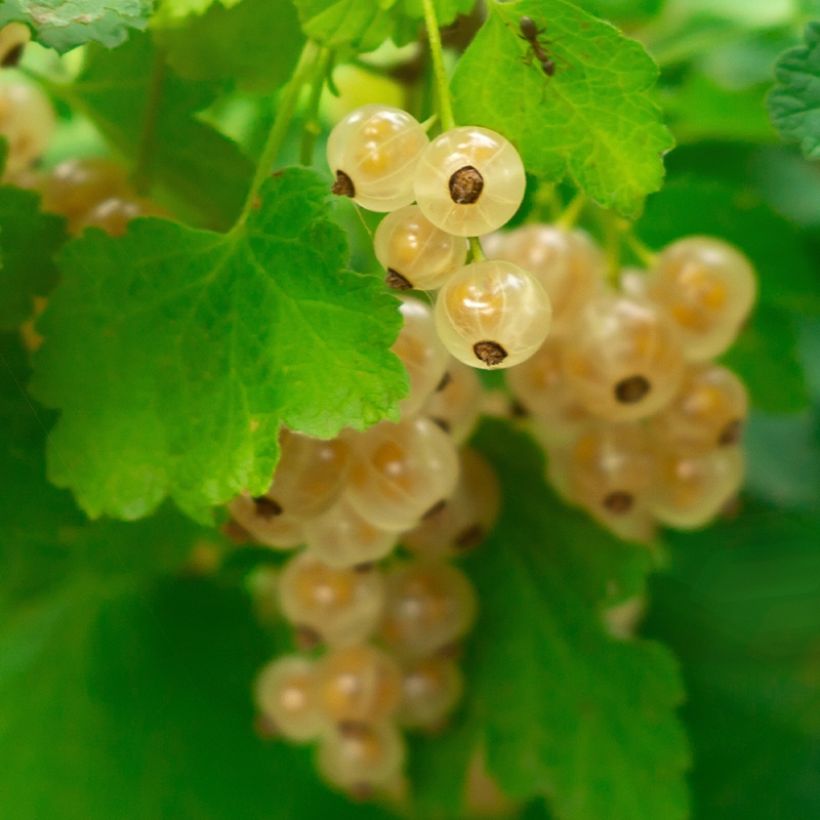 Groseillier à grappes blanches Witte Parel ou White Pearl - Ribes rubrum (Récolte)