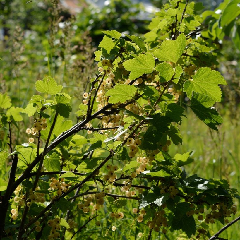 Groseillier à grappes blanches Witte Parel ou White Pearl - Ribes rubrum (Port)