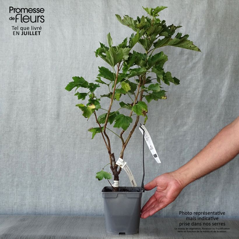 Spécimen de Groseillier raisin Agate Rouge - Georges Delbard Pot de 2L/3L, Buisson tel que livré en été
