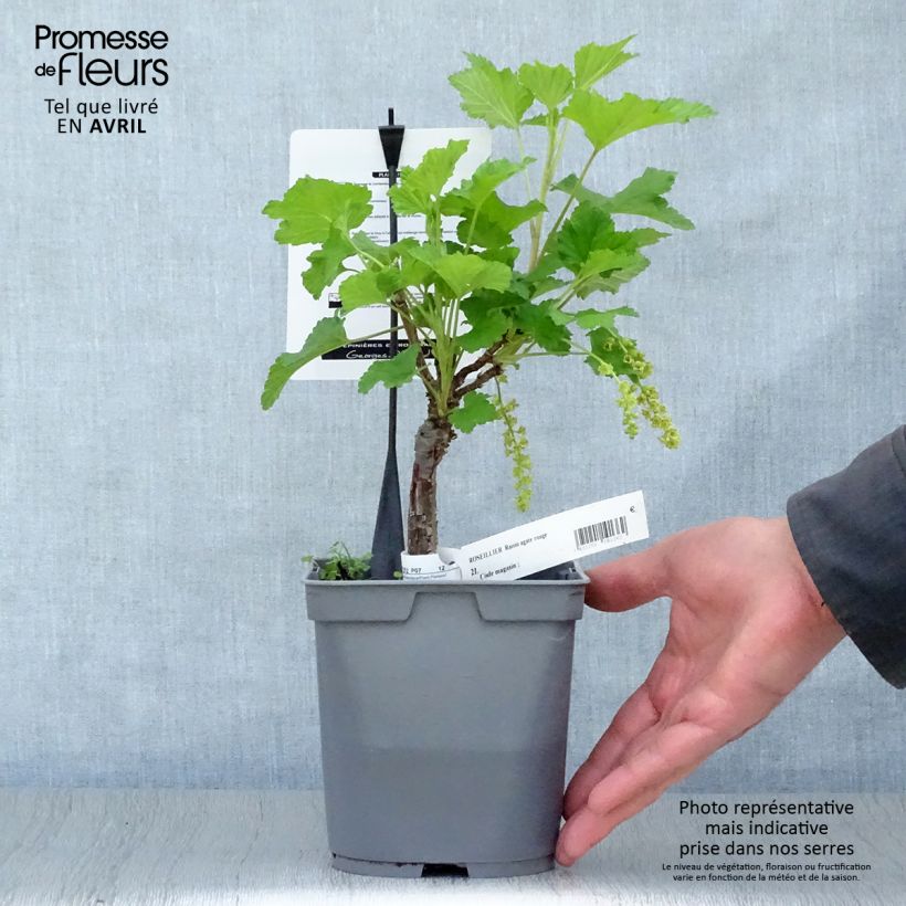 Spécimen de Groseillier raisin Agate Rouge - Georges Delbard Pot de 2L/3L tel que livré au printemps