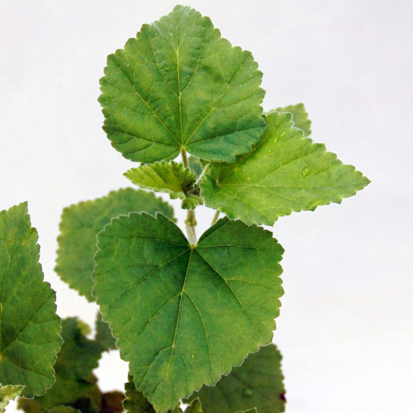 Guimauve officinale - Althaea officinalis (Feuillage)