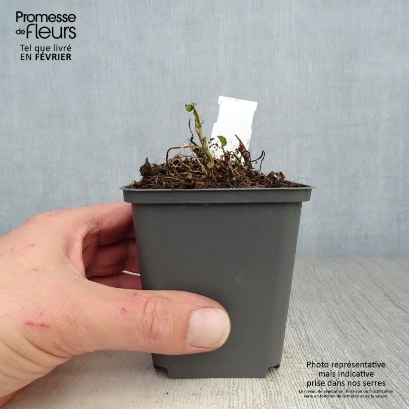 Spécimen de Guimauve officinale - Althaea officinalis tel que livré en hiver