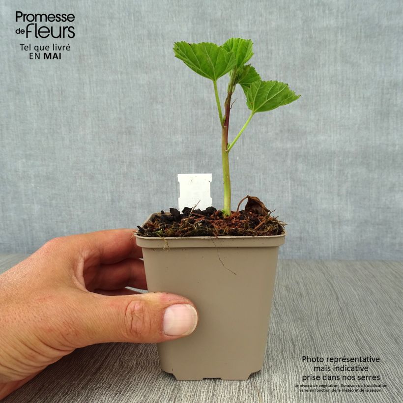 Spécimen de Guimauve officinale - Althaea officinalis Godet de 9cm tel que livré au printemps
