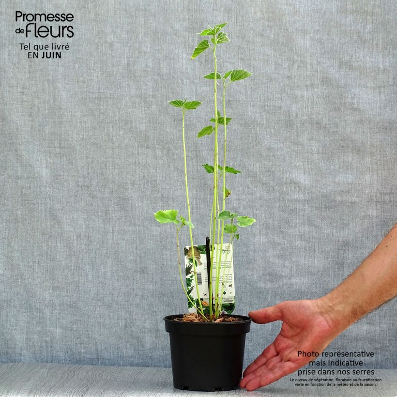 Spécimen de Guimauve officinale - Althaea officinalis Pot de 1,5L/2L tel que livré en été