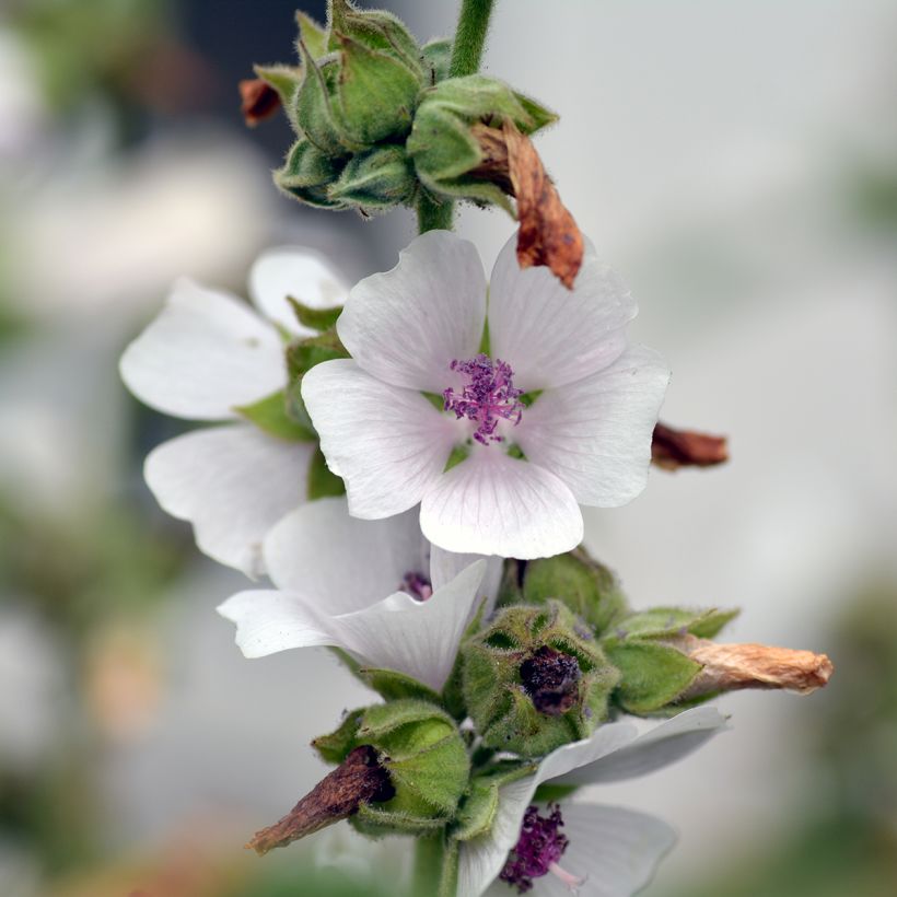 Guimauve officinale - Althaea officinalis (Floraison)