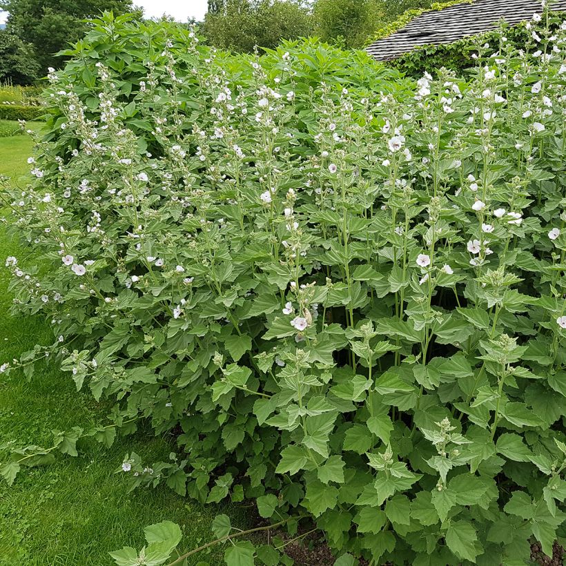 Guimauve officinale - Althaea officinalis (Port)