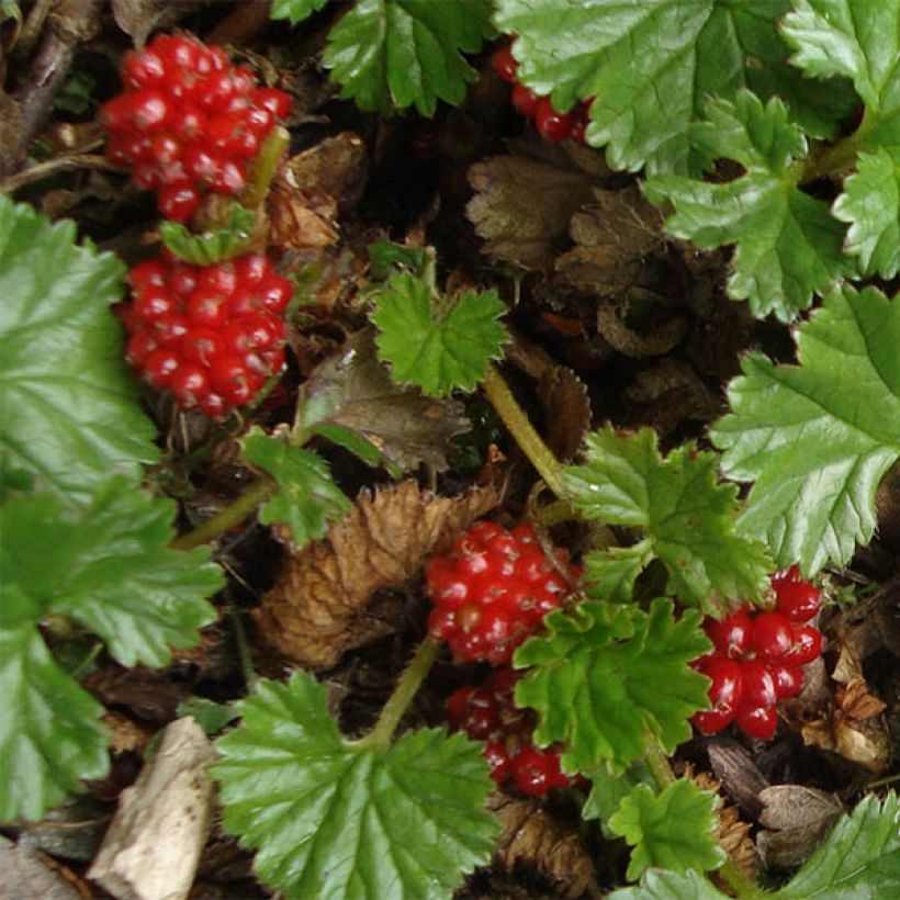 Gunnera magellanica (Floraison)