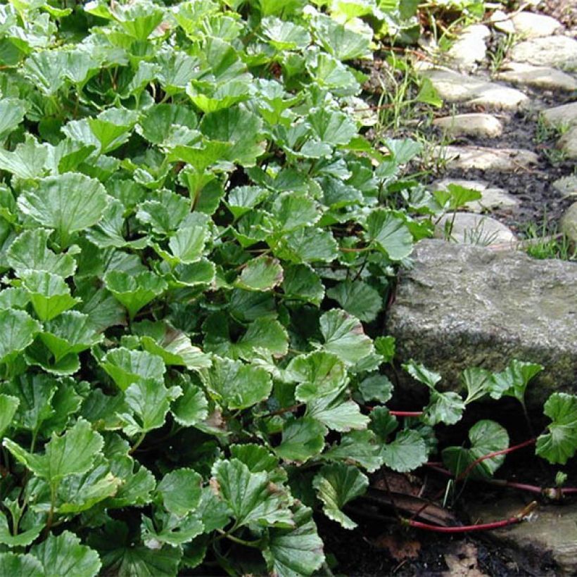 Gunnera magellanica (Port)