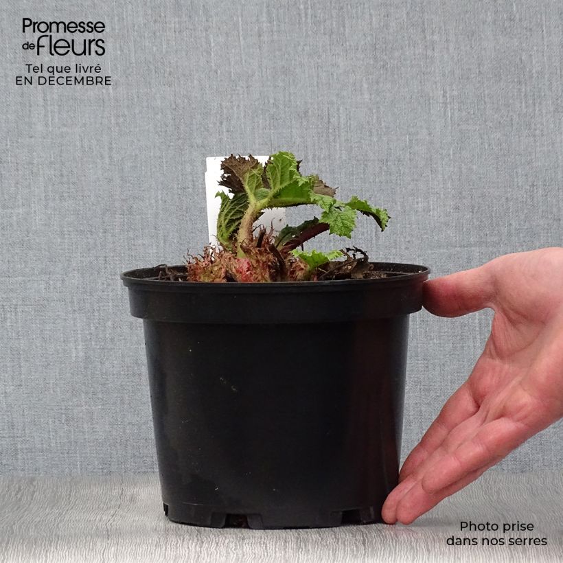 Spécimen de Gunnera manicata - Rhubarbe géante du Brésil Pot de 2L/3L tel que livré en hiver