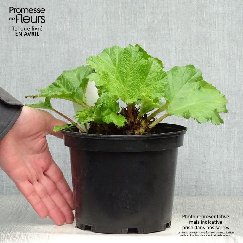 Spécimen de Gunnera manicata - Rhubarbe géante du Brésil Pot de 2L/3L tel que livré au printemps