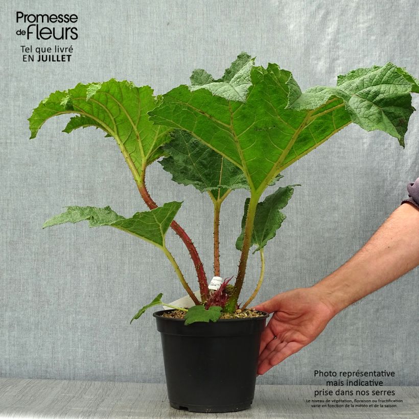 Spécimen de Gunnera manicata - Rhubarbe géante du Brésil Pot de 3L/4L tel que livré en été