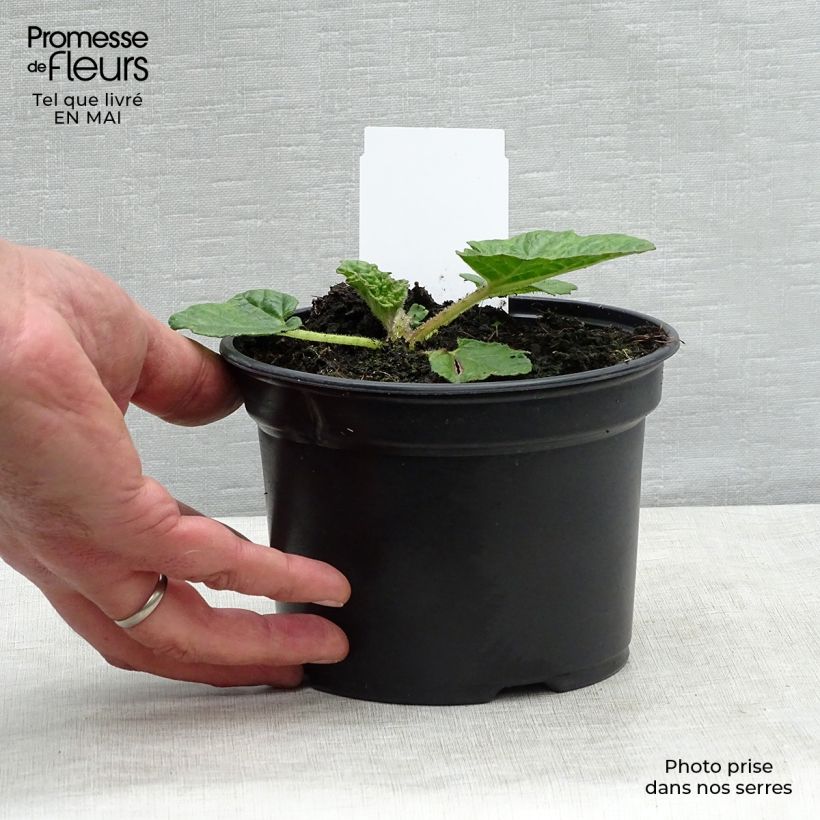 Spécimen de Gunnera manicata - Rhubarbe géante du Brésil en pot de 3L/4L tel que livré au printemps