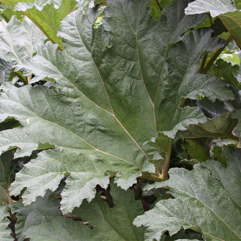 Gunnera tinctoria (Feuillage)