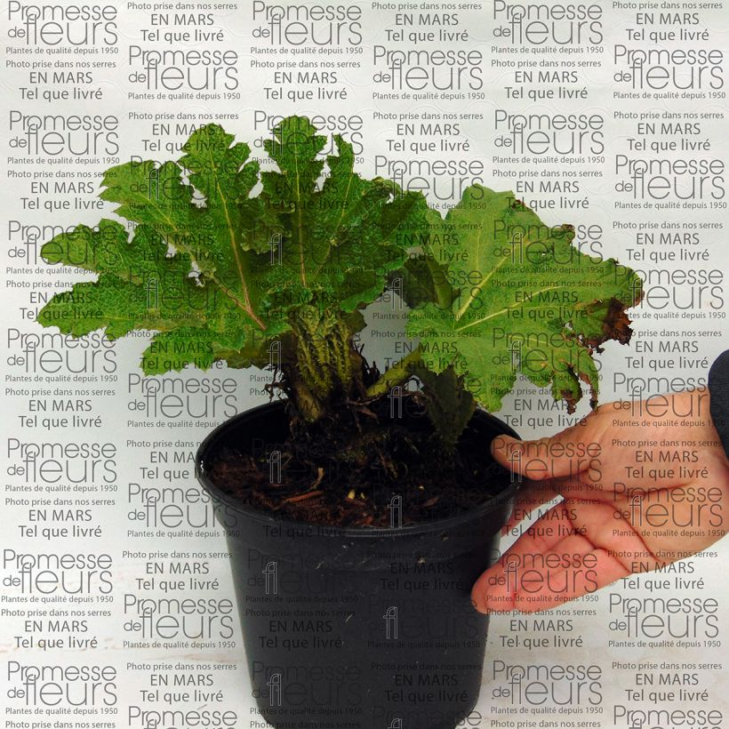 Exemple de spécimen de Gunnera tinctoria Pot de 2L/3L tel que livré