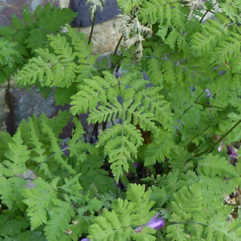 Gymnocarpium dryopteris - Fougère couvre-sol (Feuillage)
