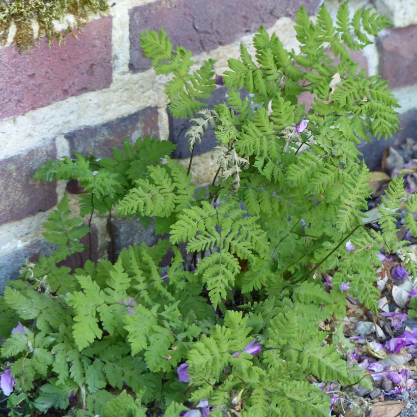 Gymnocarpium dryopteris - Fougère couvre-sol (Port)