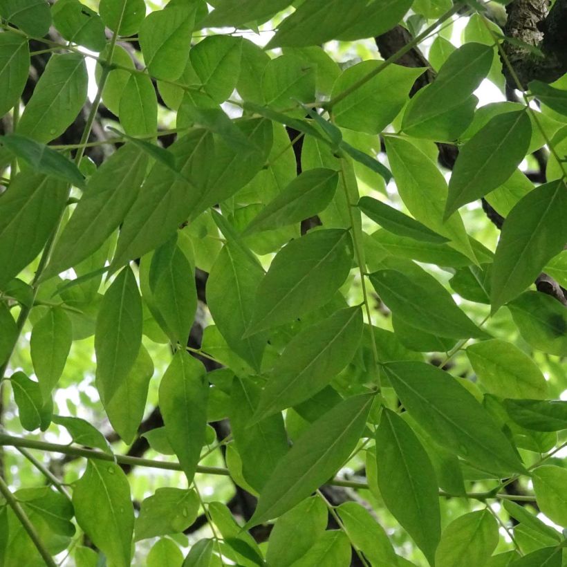 Gymnocladus dioica - Chicot du Canada (Feuillage)
