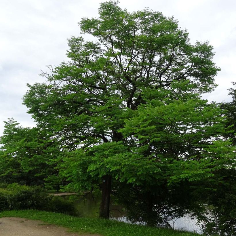 Gymnocladus dioica - Chicot du Canada (Port)