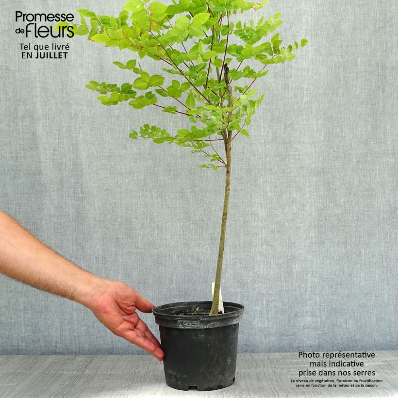 Spécimen de Gymnocladus dioica - Chicot du Canada Pot de 3L/4L tel que livré en été