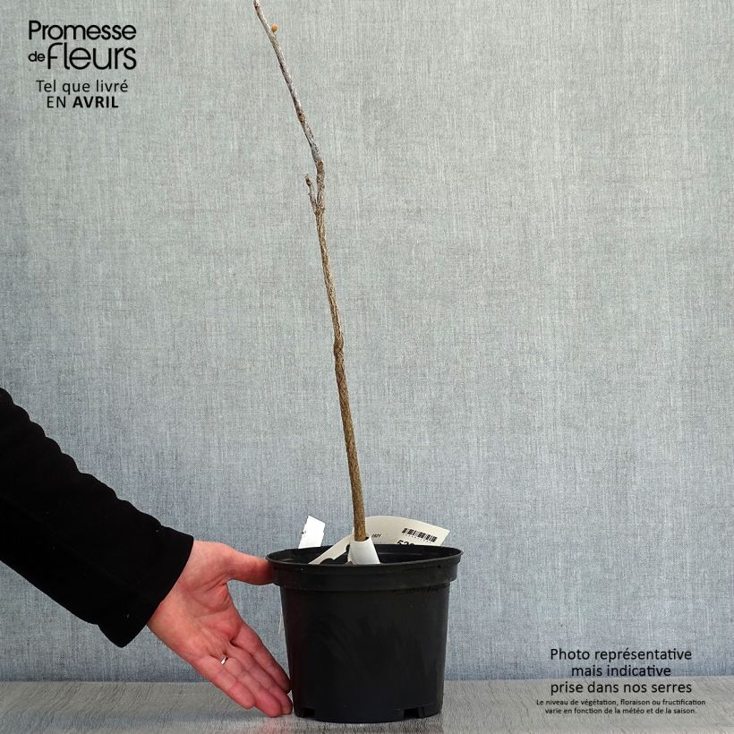 Spécimen de Gymnocladus dioica - Chicot du Canada en pot de 3/4L tel que livré au printemps