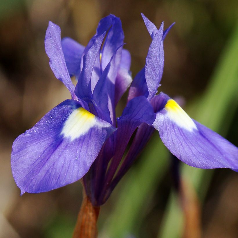 Gynandris sisyrinchium - Iris sisyrinchium (Floraison)