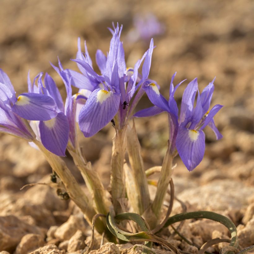 Gynandris sisyrinchium - Iris sisyrinchium (Port)