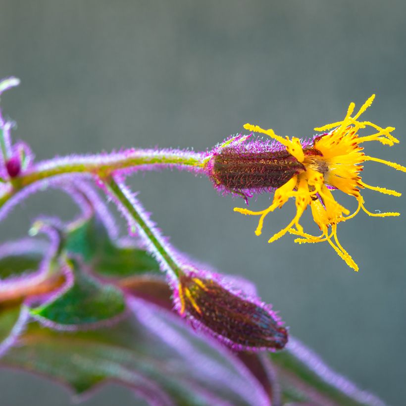 Gynura aurantiaca - Plante-velours (Floraison)
