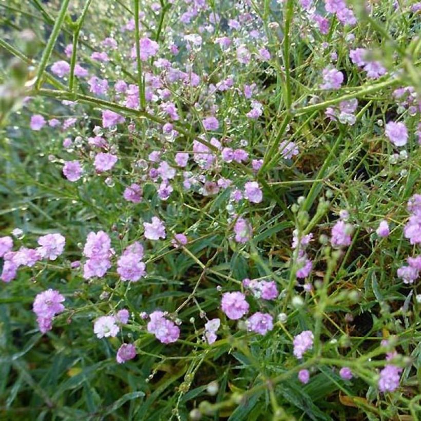 Gypsophile Festival Pink (Floraison)