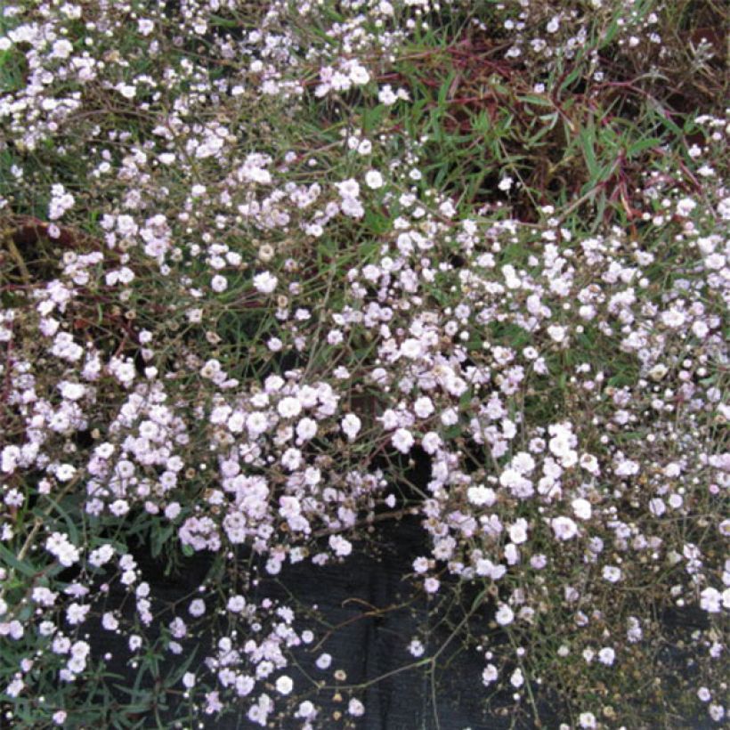 Gypsophila Rosenschleier - Gypsophile Rosy Veil (Floraison)