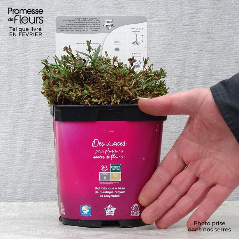 Spécimen de Gypsophila Rosenschleier - Gypsophile Rosy Veil tel que livré en hiver