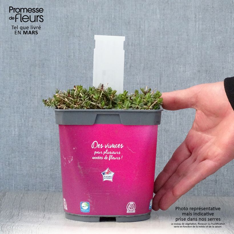 Spécimen de Gypsophila Rosenschleier - Gypsophile Rosy Veil en pot de 2/3 litres tel que livré au printemps