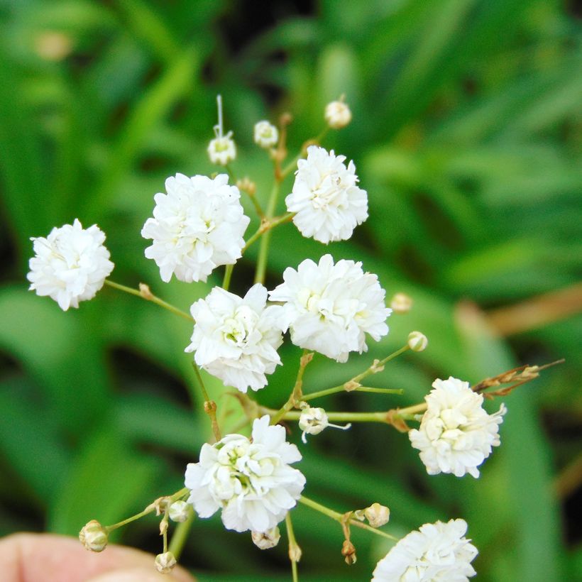 Gypsophila paniculata Bristol Fairy - Gypsophile paniculé (Floraison)