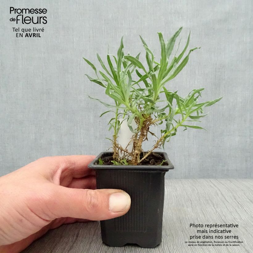 Spécimen de Gypsophila paniculata Bristol Fairy - Gypsophile paniculé en godet de 9 cm tel que livré au printemps