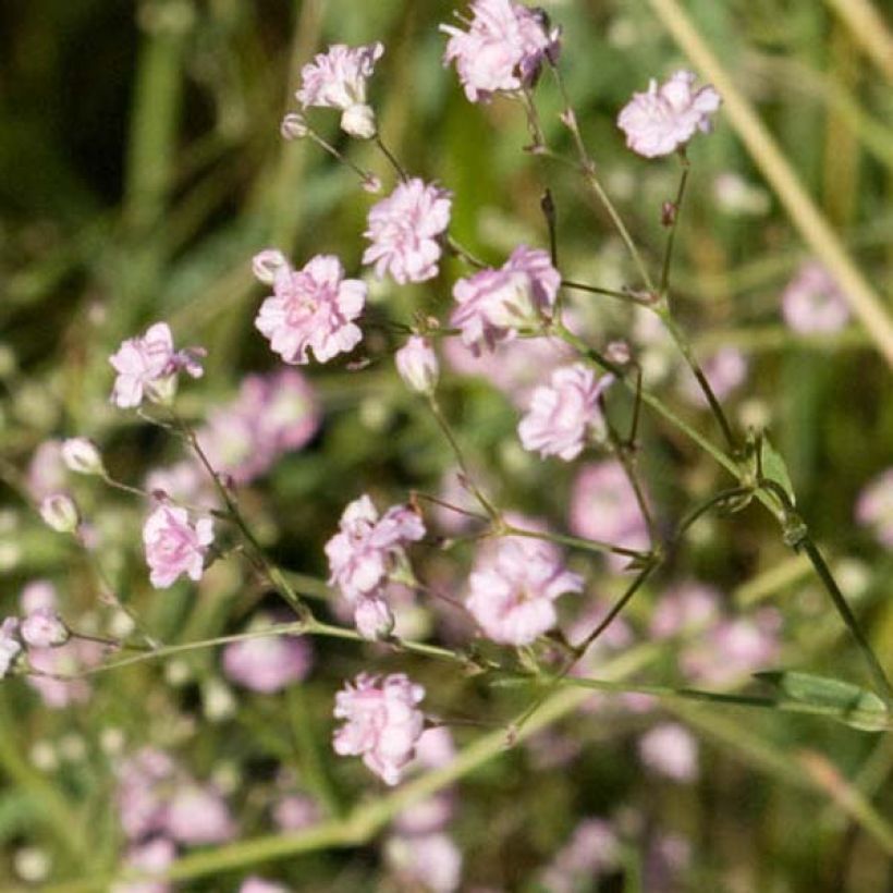 Gypsophila paniculata flamingo (Floraison)