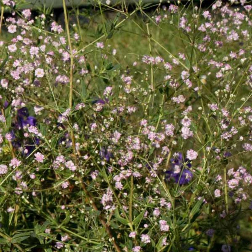 Gypsophila paniculata flamingo (Port)