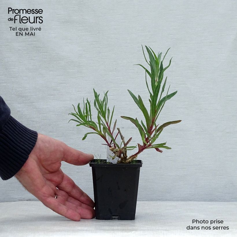 Spécimen de Gypsophila paniculata flamingo Godet de 9cm tel que livré au printemps
