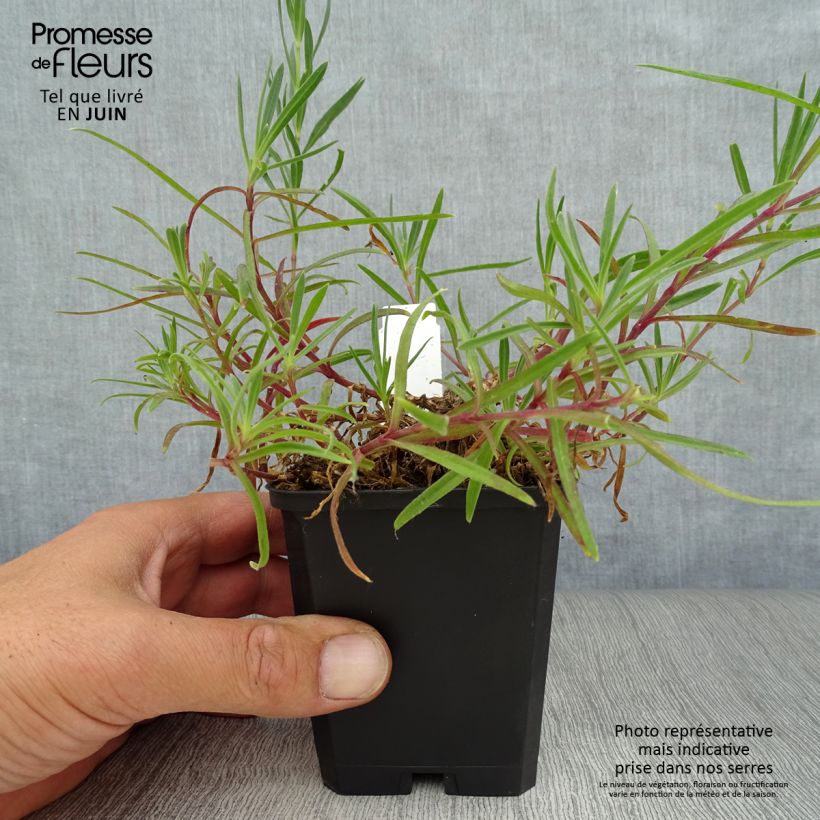 Spécimen de Gypsophila paniculata flamingo Godet de 8/9 cm tel que livré en été