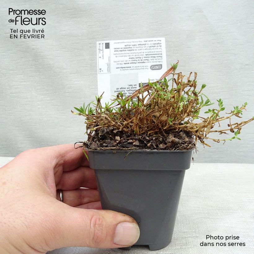 Spécimen de Gypsophila repens Rosa Schönheit - Gypsophile rampant tel que livré en hiver